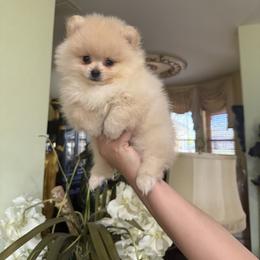 Nugget - Cream male Pomeranian puppy in Naples, Florida from Puppies Forever 💙❤️🐶