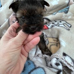 Atlas - Black and tan male Yorkshire Terrier puppy in Tulsa, Oklahoma from Yorker Puppy Palace