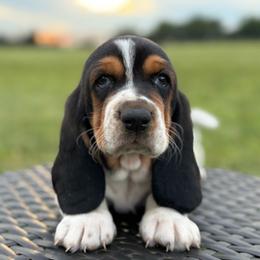 Faye - Black white and brown female Basset Hound puppy in Richmond, Kentucky from Walters Hollow Hounds