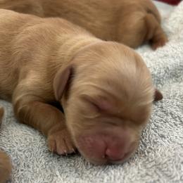 Girl 4 - Dark golden female Golden Retriever puppy in Pocatello, Idaho from Royal Red Retrievers