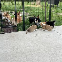 Pembroke Welsh Corgi Puppies from Carousel Corgis