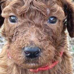 Girl 4 - Red  female Poodle puppy in Clatskanie, Oregon from Columbia River Sunset Poodles
