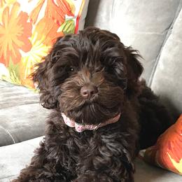 Lily - Australian Labradoodle