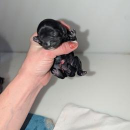 Brooke's girl - Black and white female Cavalier King Charles Spaniel puppy in Seymour, Missouri from Painted Blessing's AKC Cavaliers LLC