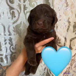 Taco Bell - Brown female Newfoundland puppy in New Paris, Ohio from Beatty Newfies