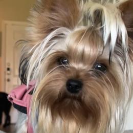 Yorkshire Terriers from Desert Star Yorkshire Terriers LLC
