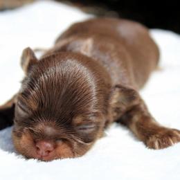 Coal - Chocolate and tan male Chihuahua puppy in Forsyth, Georgia from Brooks Grove Canines LLC