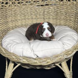 BROWNING - Tri-color male Bernedoodle puppy in Corpus Christi, Texas from The Henke Doodles