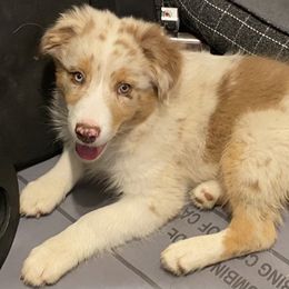 Boy 1 - Australian Shepherd puppy in Tulsa, Oklahoma from Lucky Penny Aussies and Lucky Penny Transport