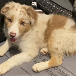 Boy 1 - Australian Shepherd puppy in Tulsa, Oklahoma from Lucky Penny Aussies and Lucky Penny Transport
