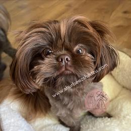Bailee - Shih Tzu