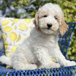 Assorted Doodle Crosses and Poodle Puppies from Denim and Diamond Doodles