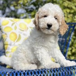 Assorted Doodle Crosses and Poodle Puppies from Denim and Diamond Doodles