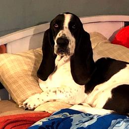 Bumble - Basset Hound