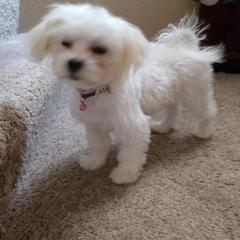 Dachshund, Mal-Shi, and Morkie Puppies from Woodpecker Ridge Pups