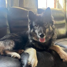 Gaia - Siberian Husky