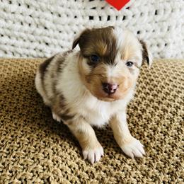 Cupid - Red merle male Australian Shepherd puppy in Zwingle, Iowa from Homestead Aussies & Doodles