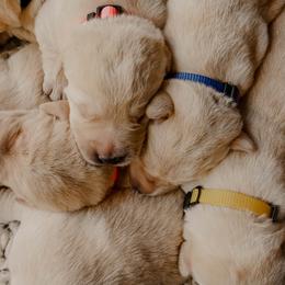 Dilute Retriever Puppies from Weathervane Labs