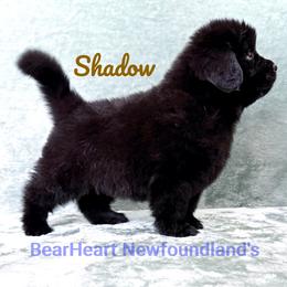 Shadow - Black male Newfoundland puppy in Cortez, Colorado from Bear Heart Newfoundlands, LLC