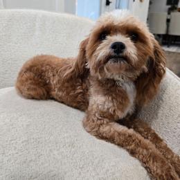 Minnie - Red female Cavapoo puppy in Fordland, Missouri from K&K's Puppy Kingdom