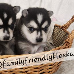 Alaskan Klee Kai and Labrador Retriever Puppies from Family Friendly Labradors & Klee Kai
