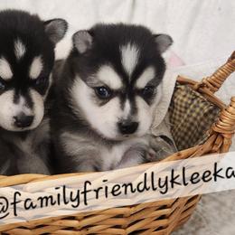 Alaskan Klee Kai and Labrador Retriever Puppies from Family Friendly Labradors & Klee Kai