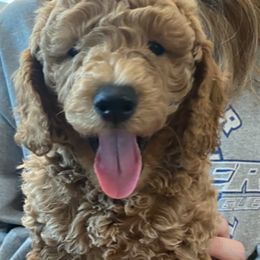 Goldendoodle Puppies from Sheffield Doodles