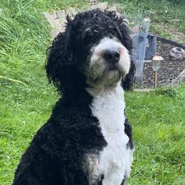 baloo - Bernedoodle