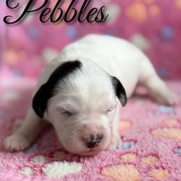 Pebbles - Black and white female Sheepadoodle puppy in Saint Cloud, Florida from Rising Star Kennels