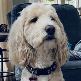 Goldendoodles from Willow Brooke Goldendoodles