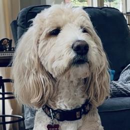 Goldendoodles from Willow Brooke Goldendoodles
