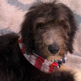 Tux-Boy4 - Black and white male Aussiedoodle puppy in Punta Gorda, Florida from Blitzenhaus Working Dogs-Home of the Working Czech Shepherd and Rottweiler and Splash of Color Aussiedoodles
