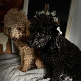 Poodles from Gabrielle’s AKC Toy Poodles