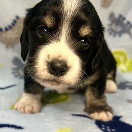 Tango - Black and cream male Dachshund puppy in Woodburn, Oregon from Primo Dachshunds