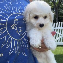 Red Girl - White female Bichon Frise puppy in Miller Place, New York from Doriann Bichons