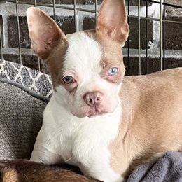 Boston Terriers and French Bulldogs from Down With Dog