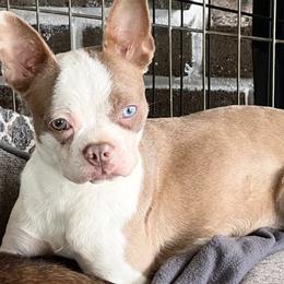 Boston Terriers and French Bulldogs from Down With Dog