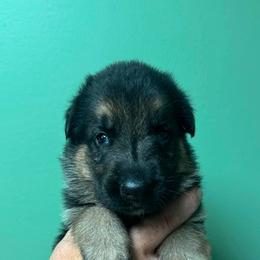 Green - Black and red male German Shepherd puppy in Hancock, New Hampshire from Kysarah German Shepherds