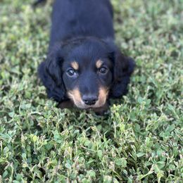 Boy 2 Longhair - Black and cream male Dachshund puppy in Buckeye, Arizona from Ryder's Roundup