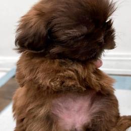 Maggie - Chocolate female Shih Tzu puppy in Azusa, California from RJ Shih Tzu lover