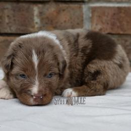 Starsky - Red merle male Australian Shepherd puppy in Wichita Falls, Texas from Spotted Mule Aussies