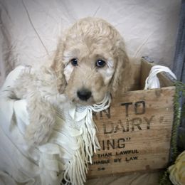 Poodle Puppies from Star Valley Standards