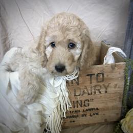 Poodle Puppies from Star Valley Standards