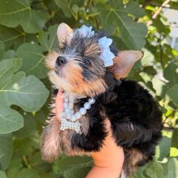 Daisy AKC - Black and tan female Yorkshire Terrier puppy in Georgia from Nalley Kennels