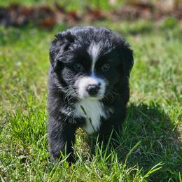 Mojave - Black & white male Miniature Australian Shepherd puppy in Orrtanna, Pennsylvania from Mountain Top Shepherd's