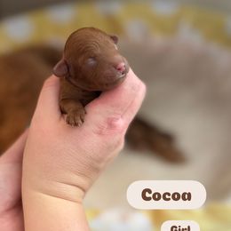 Cocoa - Red female Cavapoo puppy in Sugar City, Idaho from Taylor's Cavapoos