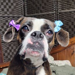 Six - Boxer