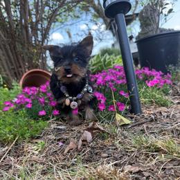 LEXI - Black and tan female Yorkshire Terrier puppy in Taylorsville, North Carolina from SilverLining highlands and hounds