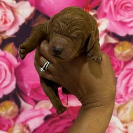 Boy 1 - Red  male Poodle puppy in Texas from DL House of Poodles
