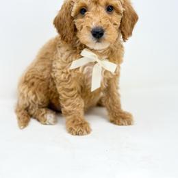VALOR - Apricot male Goldendoodle puppy in Davison, Michigan from Dreaming Doodles